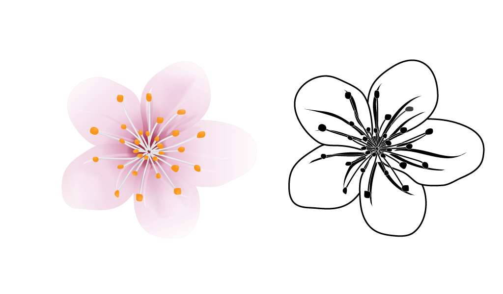 Cherry Blossom Vector Illustration