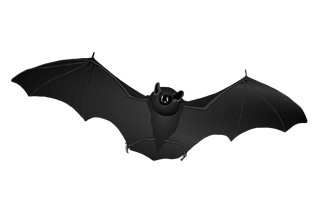 Bat Vector Illustration